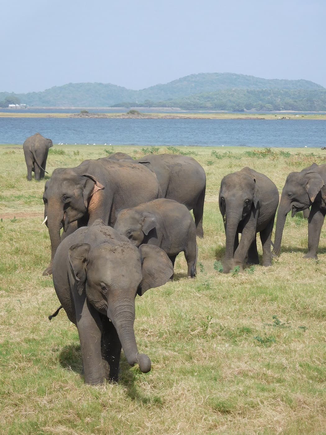 Sri Lanka’s Big Five with Kids in Yala