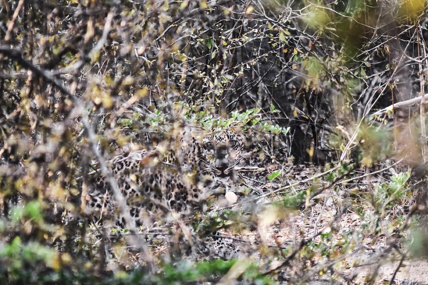 Wildlife Purpose Circuit in Yala